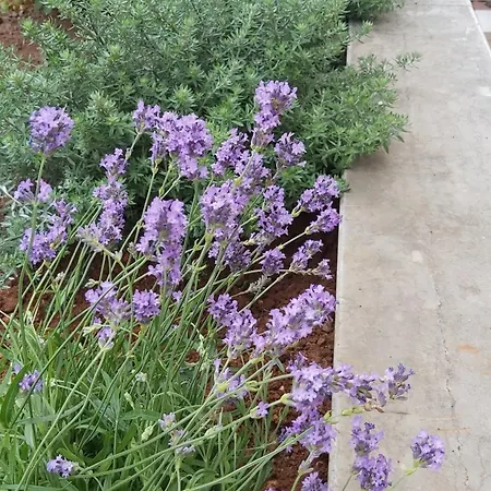 公寓 米拉韩姆别墅公寓 波雷奇